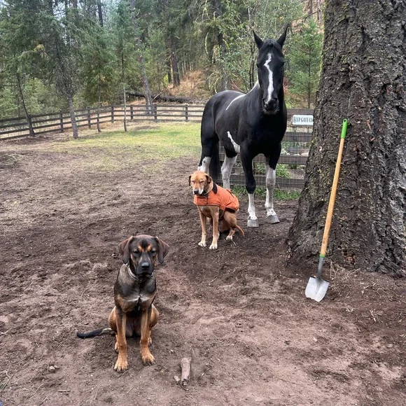 @4toomanydogs is live at 5 EST Dec 5! Vintage & Handcrafted Rose & Web  Trainer - Picture 5 of 11